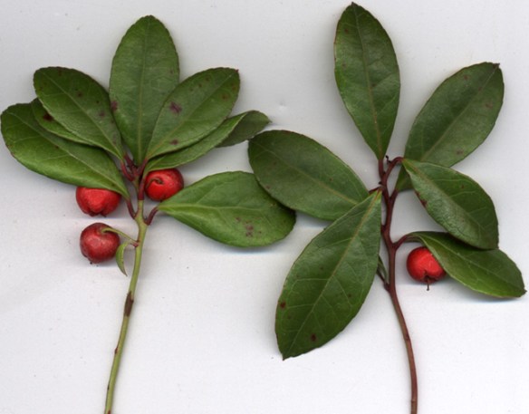 wintergreen - Gaultheria procumbens