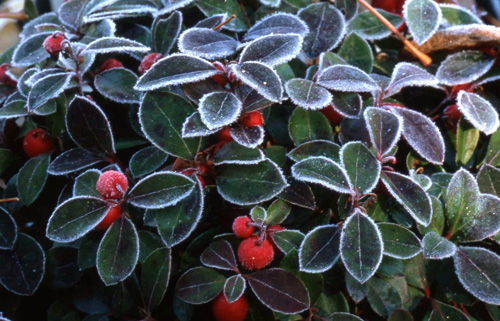 Wintergreen with frost - pic via http://tcpermaculture.com/