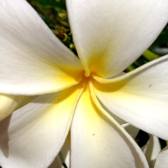 frangipani, New Caledonia