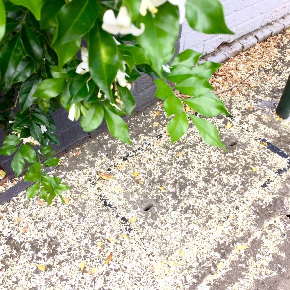 murraya petals on the ground still smell so sweet