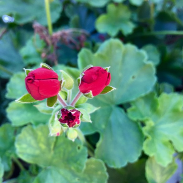 Geranium ad Anne and Martins place in my street