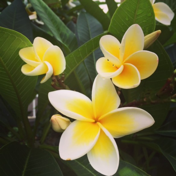 frangipani, Sydney